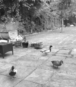 ducks_in_garden